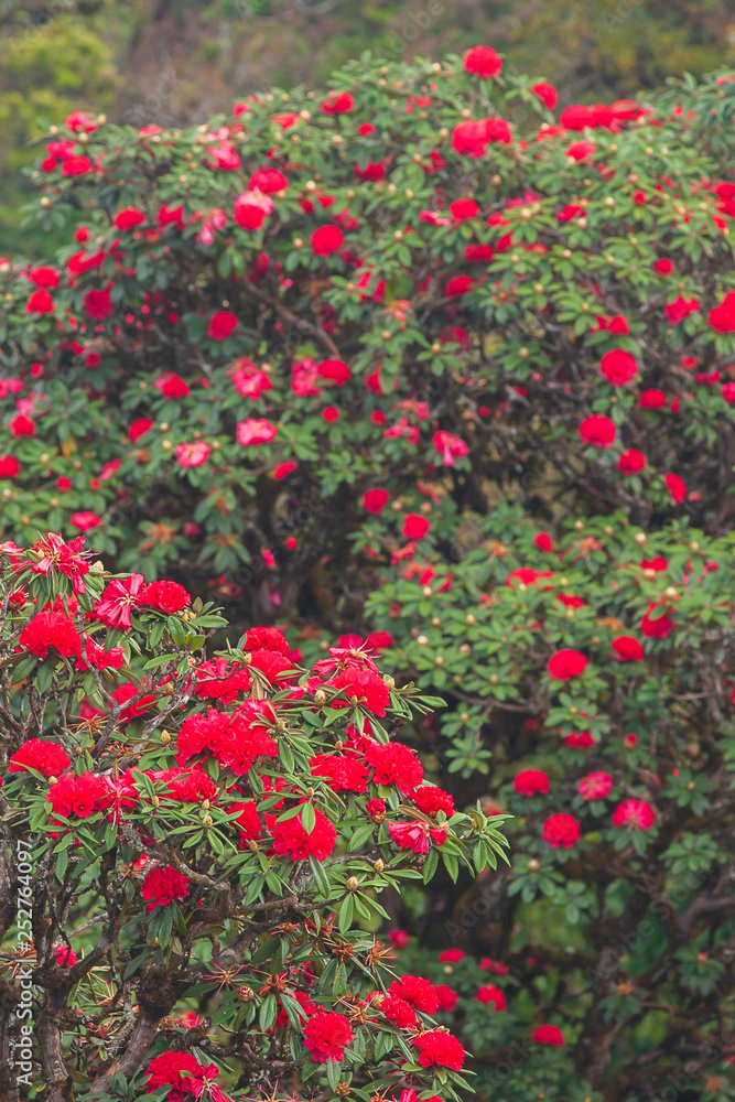 Blooming red Rhododendron flowers in season specific.