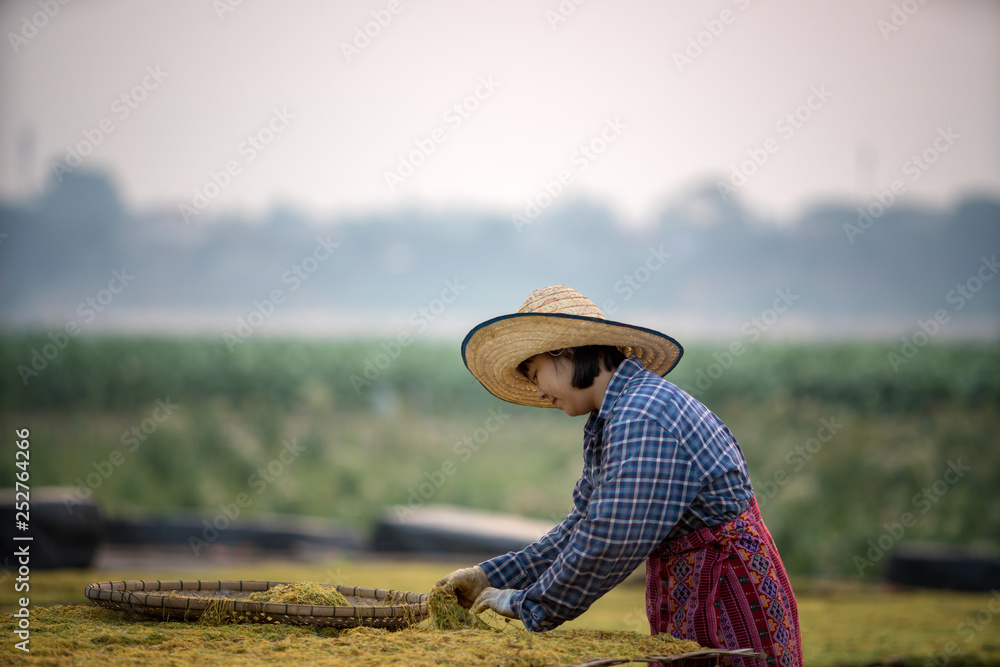 Obraz premium Thai young woman working in tobacco farming at Nongkhai province Thailand.