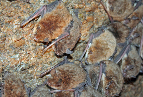 California Myotis Bats in Colony (Myotis californicus)