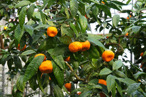 Orange mandarin fruits on tree