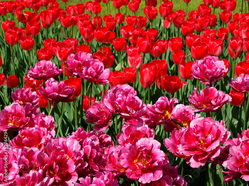 Fototapeta Naklejka Na Ścianę i Meble -  Magenta red double late tulip flowers background 