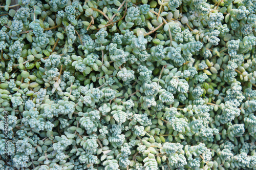 Green sedum dasyphyllum or sedum burnatii green plant background photo