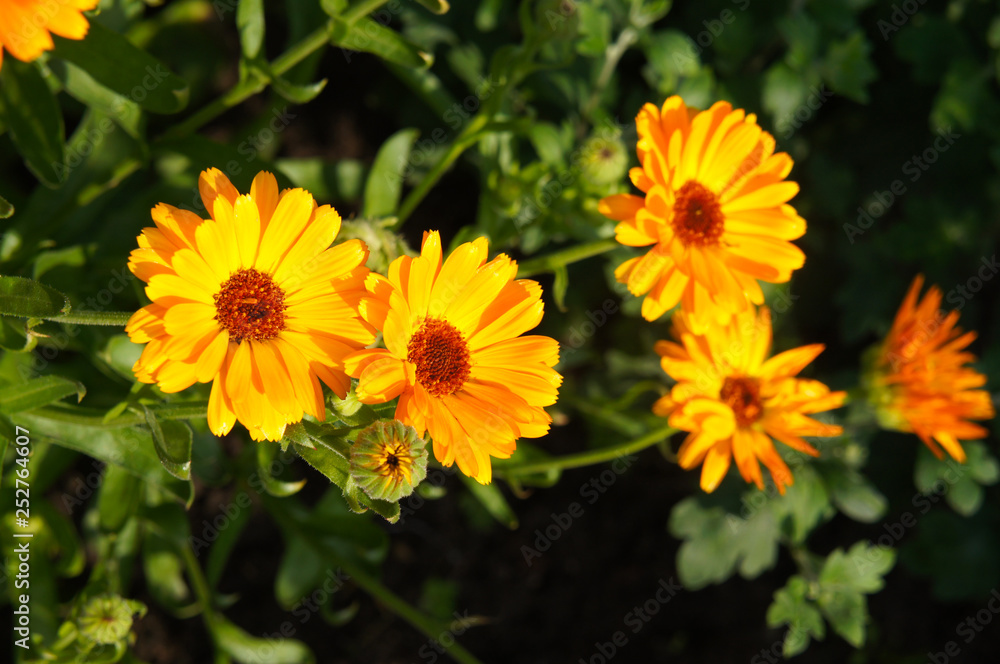 Calendula officinalis or pot marigold orange flowers Calendula officinalis or pot marigold orange flowers