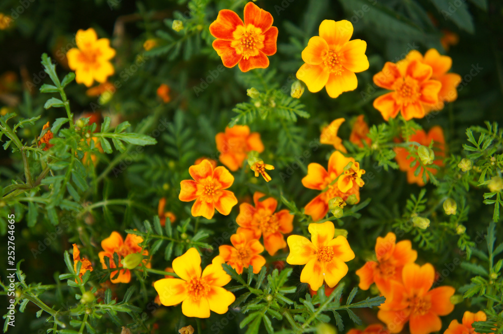 Tagetes tenuifolia or signet marigold or golden marigold yellow orange flowers with green leaves