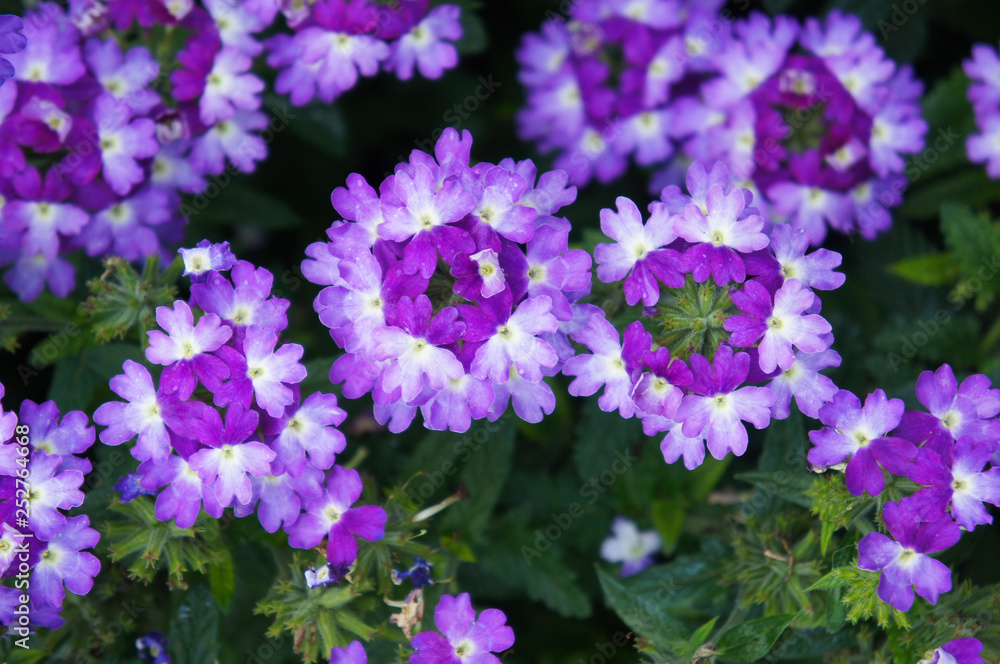 Obraz premium Verbena hybrida purple flowers 