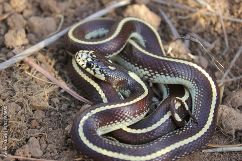 California Kingsnake Striped Colorphase (Lampropeltis californiae)