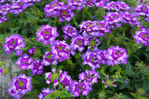 Fototapeta Naklejka Na Ścianę i Meble -  Verbena hybrida purple flowers in garden