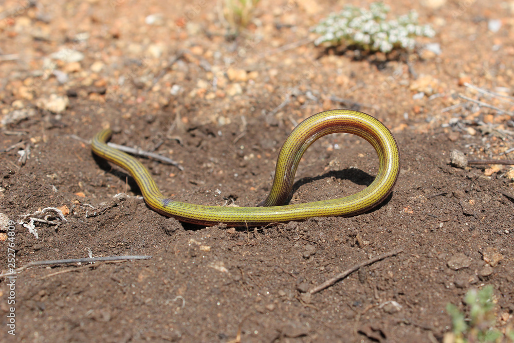 Southern California Legless Lizard underbelly Southern California Legless Lizard underbelly