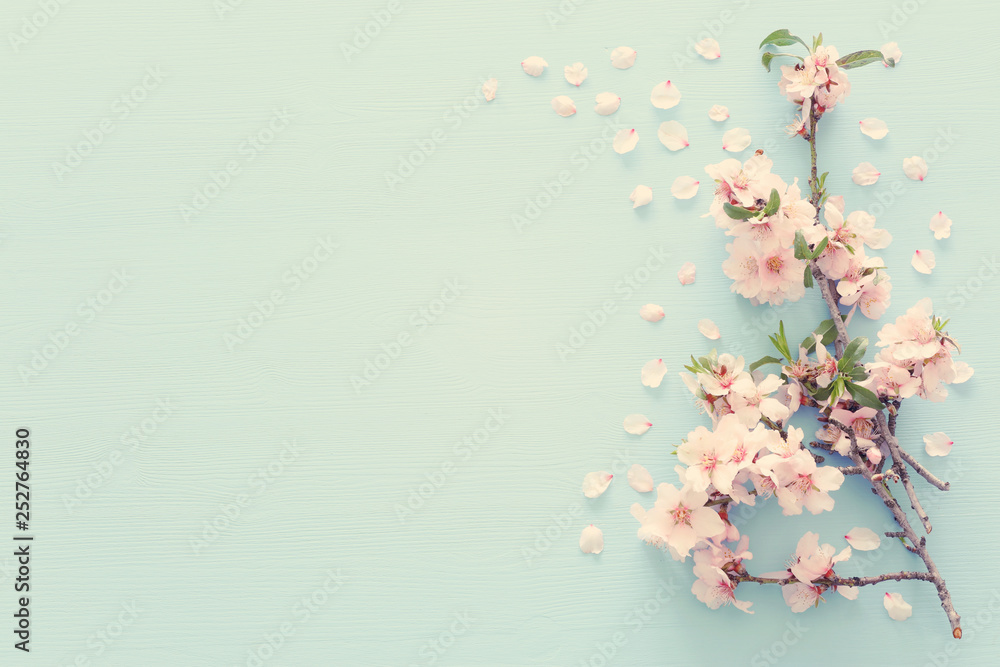 photo of spring white cherry blossom tree on pastel blue wooden background. View from above, flat lay photo of spring white cherry blossom tree on pastel blue wooden background. View from above, flat lay
