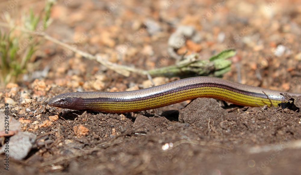 Southern California Legless Lizard (Anniella stebbinsi) Southern California Legless Lizard (Anniella stebbinsi)