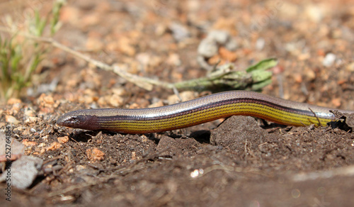 Southern California Legless Lizard (Anniella stebbinsi)