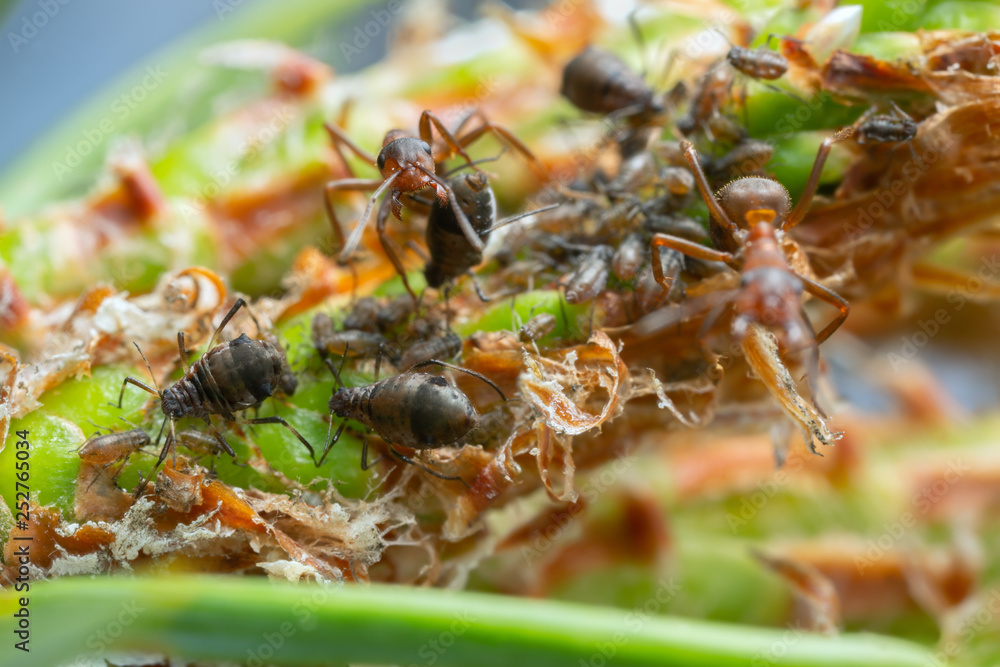 Formicate Symbiosis as wood ants, Formica guarding aphids on pine Stock 写真 ...