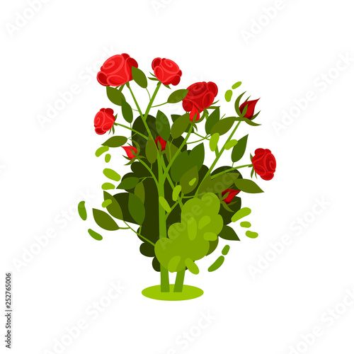 Flat vector icon of small bush with bright red roses and green leaves. Flowering plant. Beautiful garden flowers