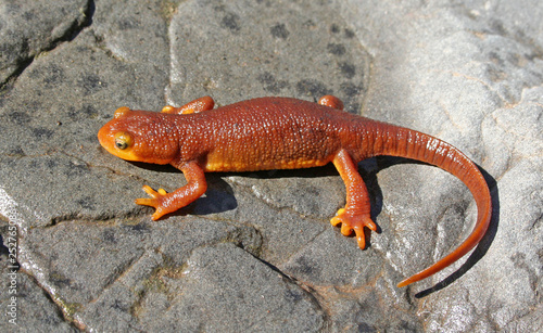 California Newt Taricha torosa