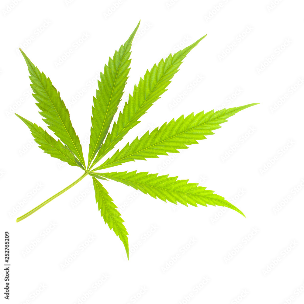 green leaf isolated on white green leaf isolated on white