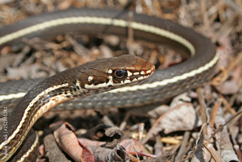 California Striped Racer Close Up ( Coluber lateralis lateralis)