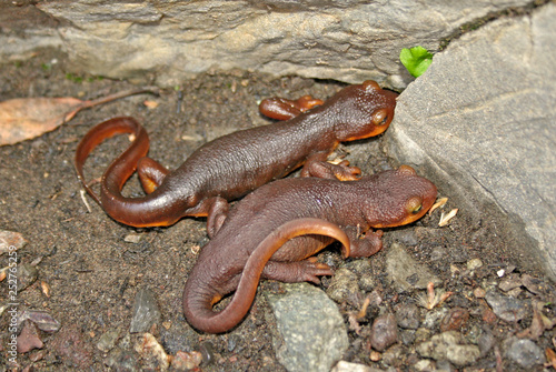 California Newts (Taricha torosa) pair