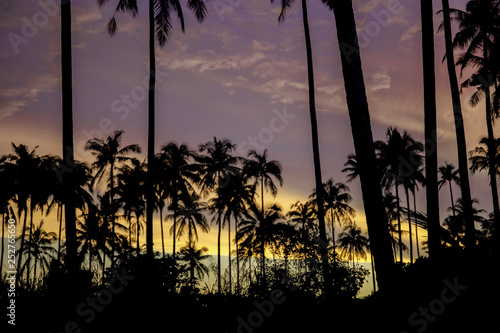 Palm tree at night.