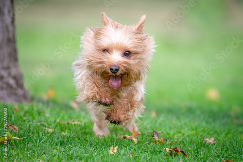 Yorkshire Terrier Puppy Running in a Dog Park