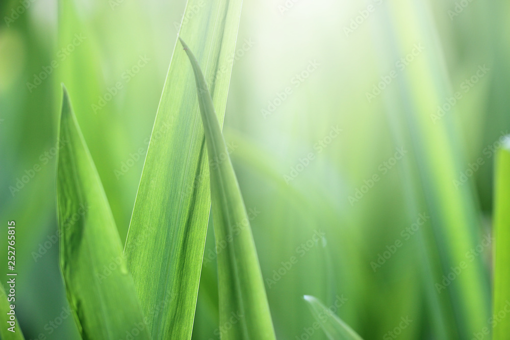 Obraz premium Beautiful nature background with close up green grass in summer or spring.