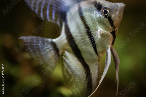 Golden betta fish on a fish tank close up