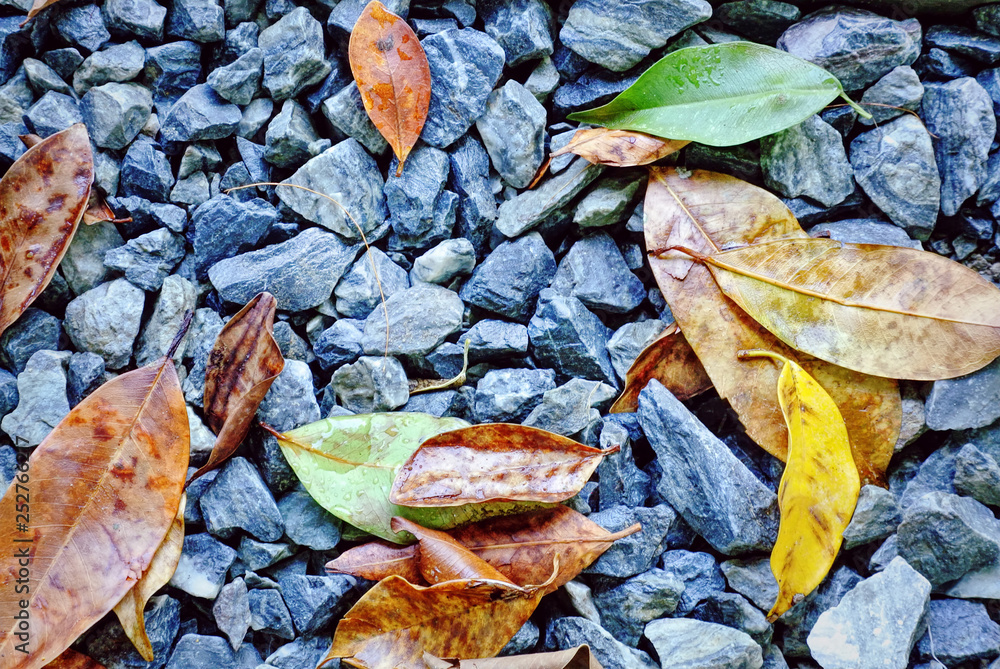 Full Frame Background of Stones and Leaves