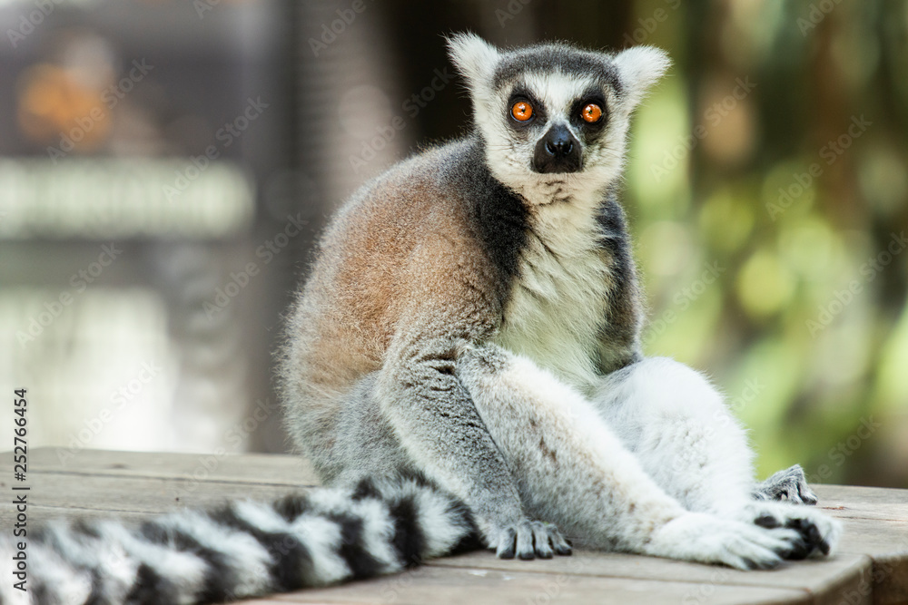 Obraz premium Lemur
