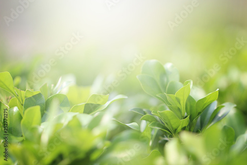 Beautiful nature background with close up green leaf in summer or spring.