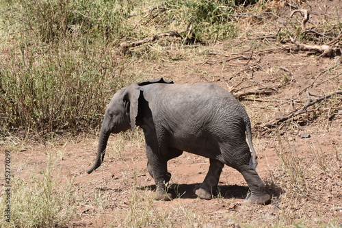 Baby elephant in Serengeti National Park  Tanzania
