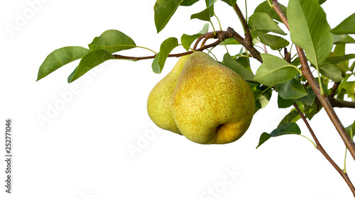 isolate on a white background pear branch with fruits and leaves close-up macro. Copy space