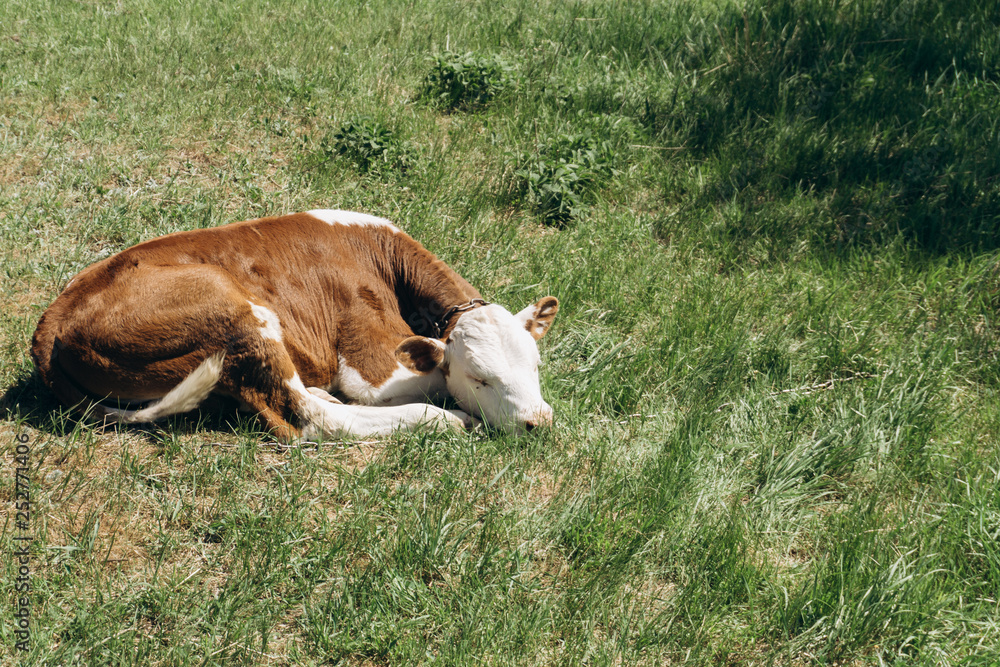 calf in the meadow