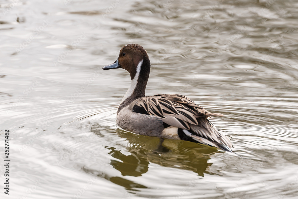 Wild duck on the water in bird sanctuary. Wild duck on the water in bird sanctuary.