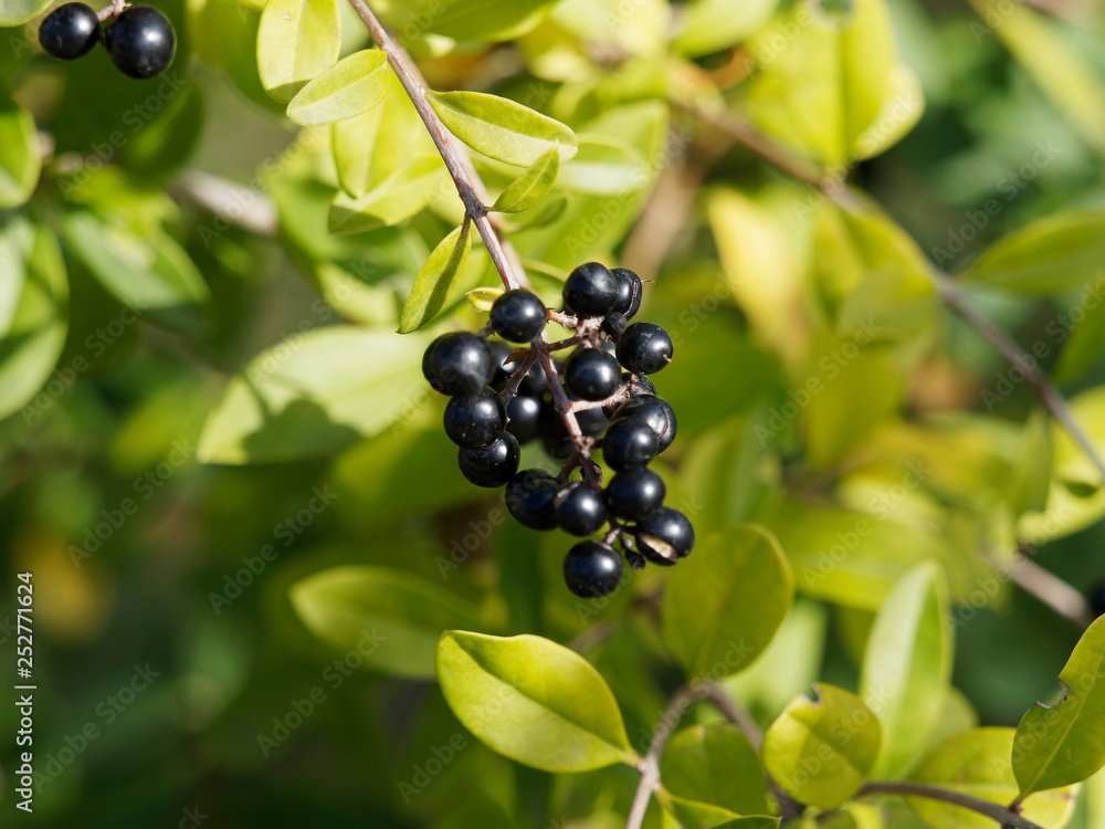 Gros plan sur une grappe de petites baies d'hiver de couleur noir bleuté à l'extrêmité d'un rameau pendant du troène commun (Ligustrum vulgare) Gros plan sur une grappe de petites baies d'hiver de couleur noir bleuté à l'extrêmité d'un rameau pendant du troène commun (Ligustrum vulgare)