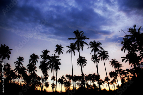 Palm tree with silhouette at sky.