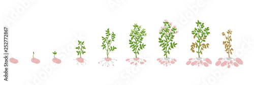 Potato growth stages. Vector Illustration growing plants. Solanum tuberosum. The life cycle of the potato plant. Root system biology. Use fertilizers.