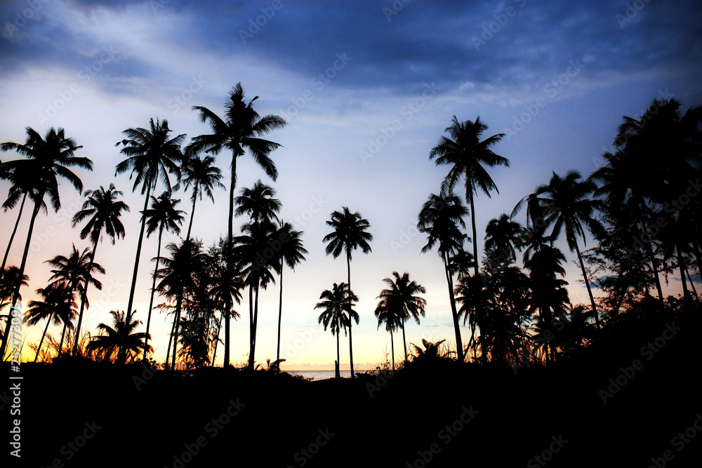 Palm tree with silhouette.