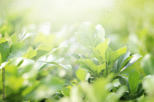 Beautiful nature background with close up green leaf in summer or spring.