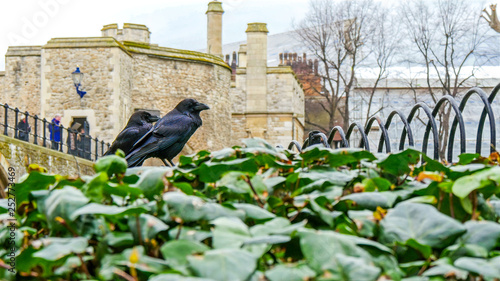 3961_Two_raven_on_the_park_of_the_tower.jpg