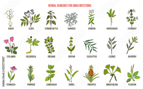 Best medicinal herbs to treat sinus infection