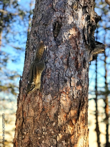 trunk of a tree