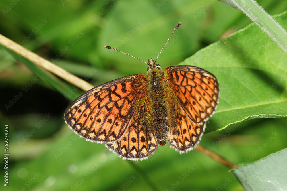 Obraz premium 15.06.2018 DE, NRW, Kalterherberg, Perlenbachtal Randring-Perlmuttfalter Boloria eunomia (ESPER, 1777)