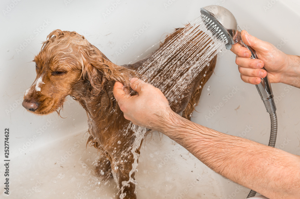 How Often Should You Bathe A Cocker Spaniel