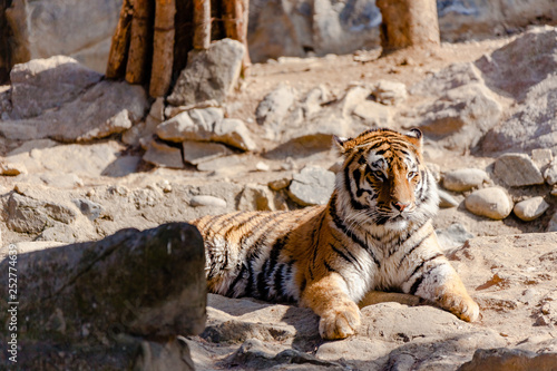 The Cute Tiger in the Falling Zoo