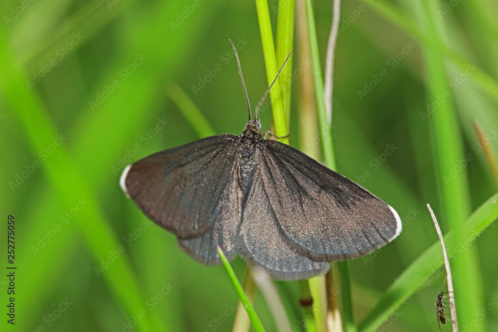15.06.2018 DE, RLP, Sch”necken Schwarzspanner , Kaminfegerle Odezia atrata (LINNAEUS, 1758) 15.06.2018 DE, RLP, Sch”necken Schwarzspanner , Kaminfegerle Odezia atrata (LINNAEUS, 1758)