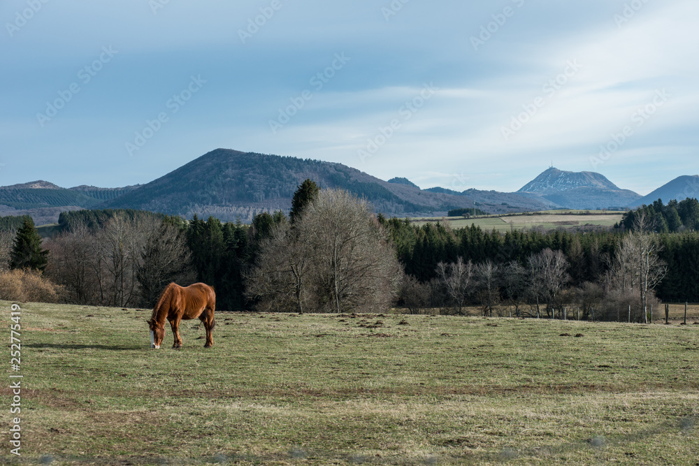 Obraz premium cheval dans un pré au pied de la chaine des puys