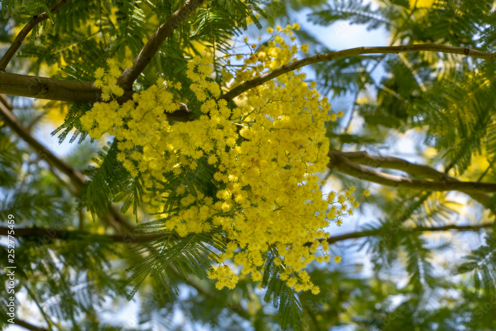 Mimosa tree on sunny spring day - Acacia Dealbata Mimosa tree on sunny spring day - Acacia Dealbata