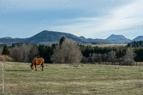 cheval dans un pré au pied de la chaine des puys © PL.TH