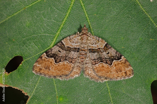 15.06.2018 DE, RLP, Mosel, Leiwen Vierbinden-Blattspanner Xanthorhoe quadrifasiata (CLERCK, 1759) photo