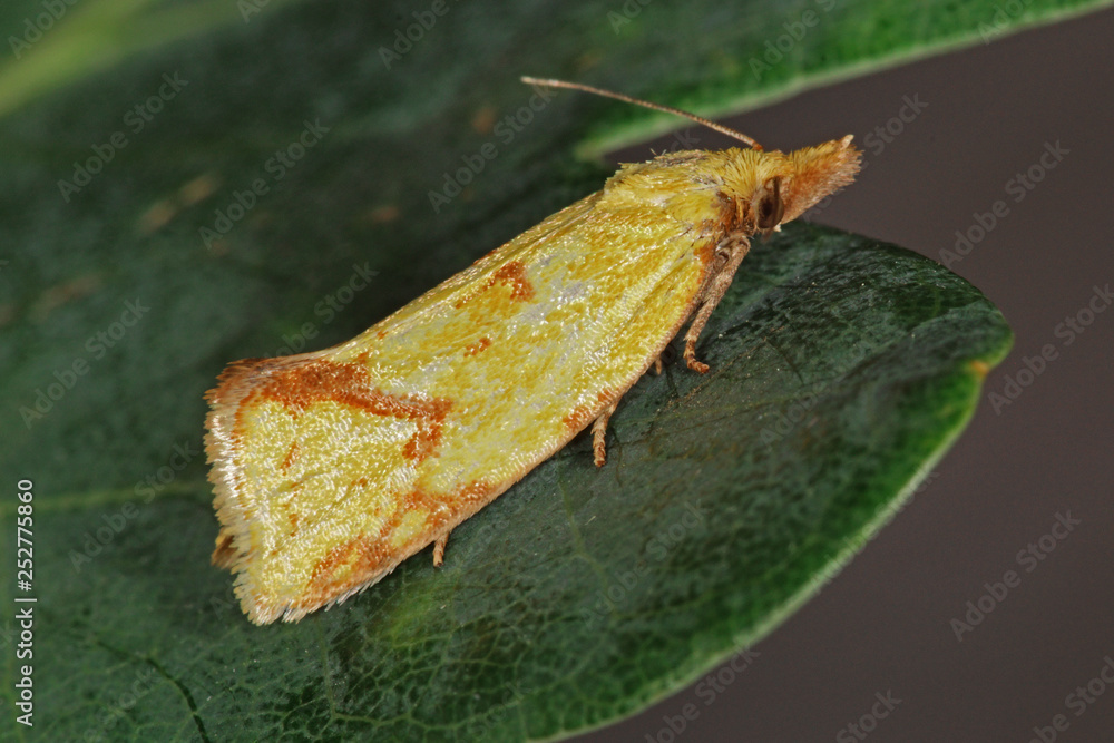 15.06.2018 DE, RLP, Mosel, Leiwen Agapeta hamana , Wickler Agapeta hamana (LINNAEUS, 1758) 15.06.2018 DE, RLP, Mosel, Leiwen Agapeta hamana , Wickler Agapeta hamana (LINNAEUS, 1758)