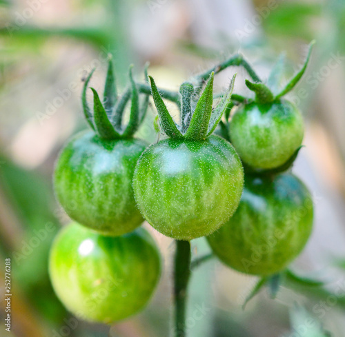 Young green tomato on vine plant tree nature garden background